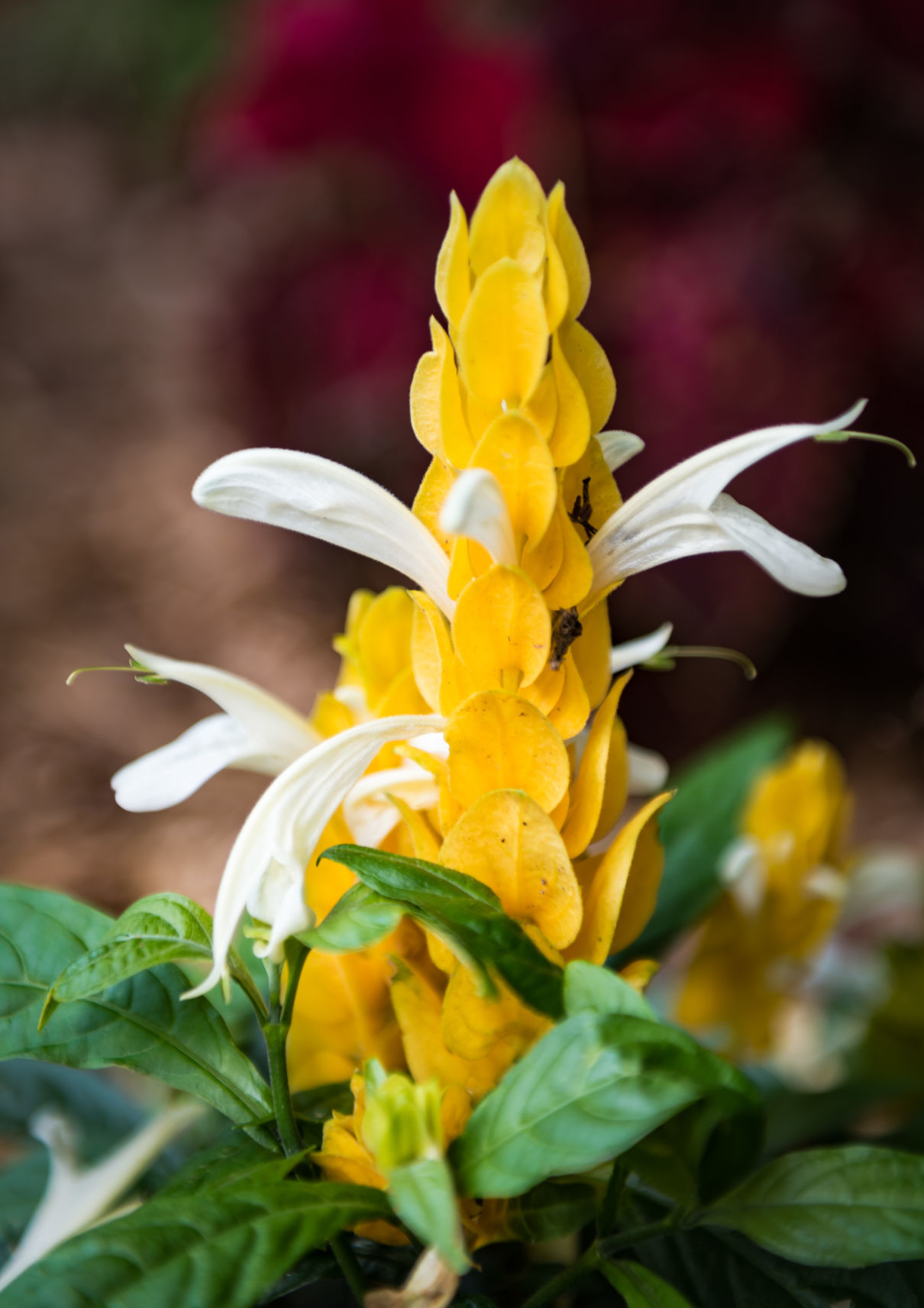 Lisa Swarthout's Garden